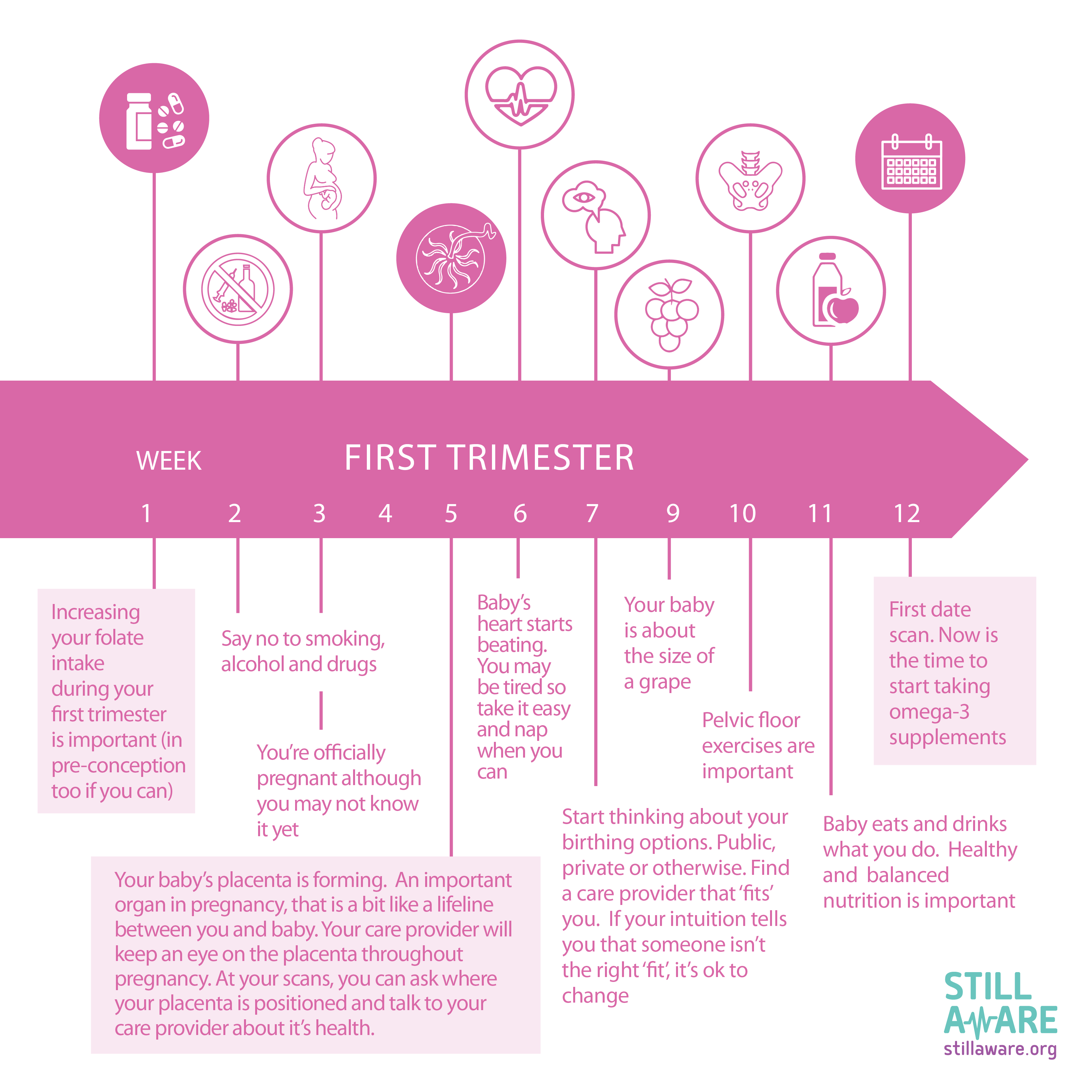 Pregnancy Trimesters